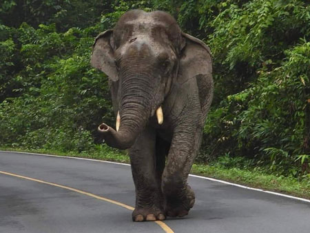 Elefant läuft entlang der Straße im Khao Yai Nationalpark