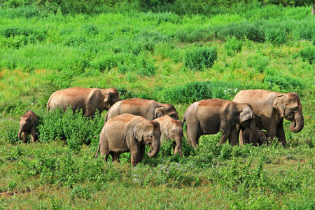 Elefanten im Kui Buri Nationalpark in Thailand.