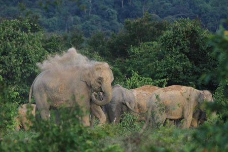 Wilde Elefanten im Kui Buri Nationalpark beobachten