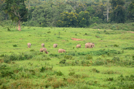Elefantenherde vom Beobachtungsturm sehen