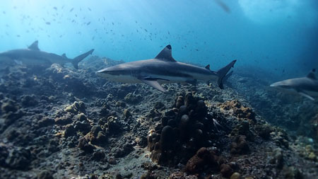 Im Urlaub auf Phi Phi mit Haien tauchen