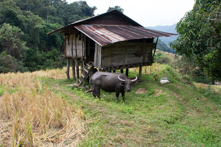 Büffel im Reisfeld auf dem Pha Dok Siew Wanderweg