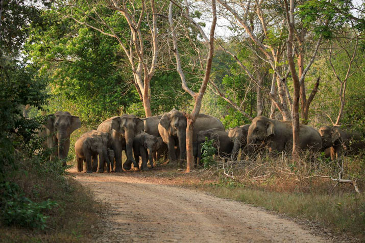 Auf Ihrer Dschungel Safari beobachten Sie freilebende Elefanten im Kui Buri Nationalpark.
