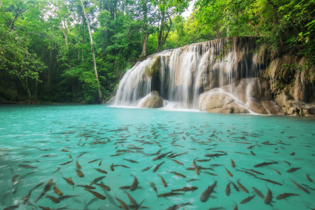 Fische im Erawan Wasserfall