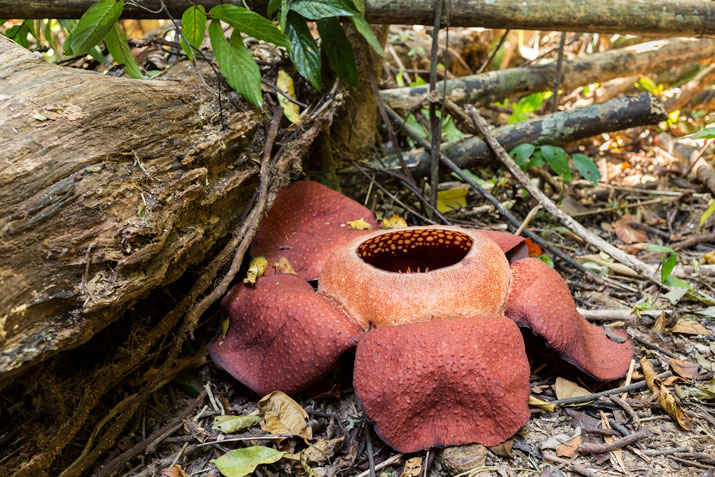Rafflesia Blume im Khao Sok Nationalpark.