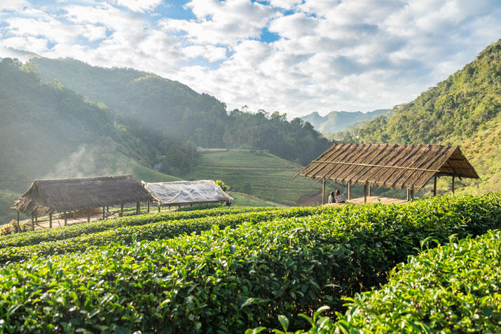 Teeplantage in Nordthailand.