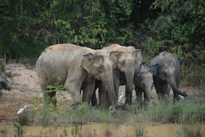 Auf Elefanten Safari im Kui Buri Nationalpark. Ein tolles Erlebnis auf Ihrer Familienreise in Thailand.