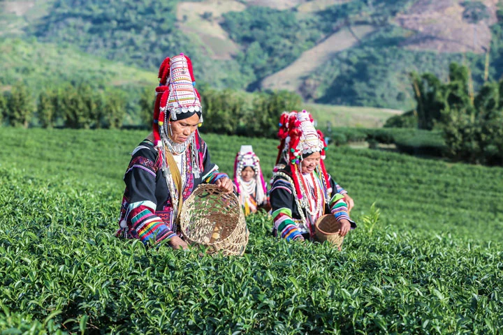 Volksstamm der Akha pflücken Tee auf der Plantage Choui Fong in Chiang Rai.