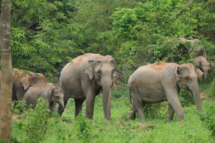 Wilde Elefanten im Kui Buri Nationalpark. 