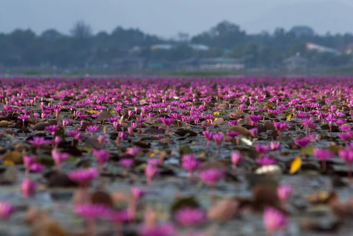 Rote Lotusblumen auf dem See Thale Noi in Phattalung.