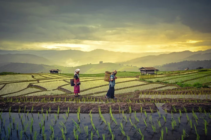 Auf Ihrer Thailand Rundreise durch den Norden besichtigen Sie Reisterrassen in Chiang Mai.