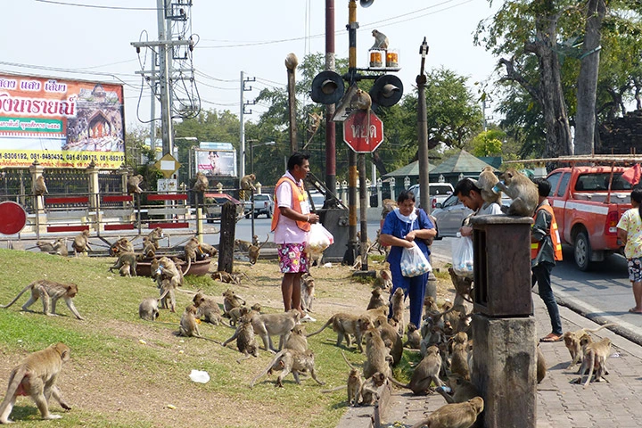 Affenstadt Lopburi in Thailand.