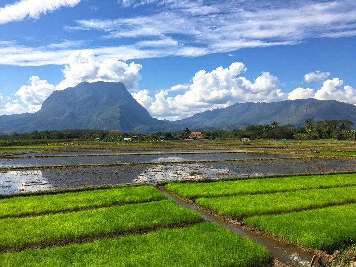 Reisfelder vor dem Berg Chiang Dao nördlich der Stadt Chiang Mai.