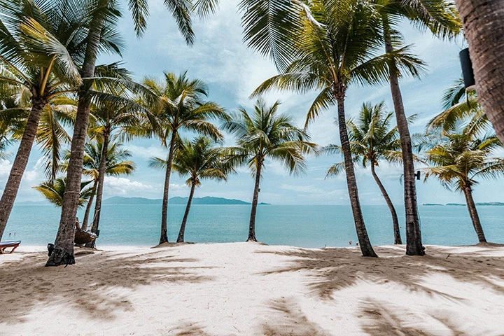 Urlaub unter Palmen am Menam Strand auf der Insel Koh Samui in Thailand.