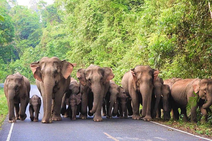 Wilde Elefanten im Khao Yai Nationalpark in Thailand.