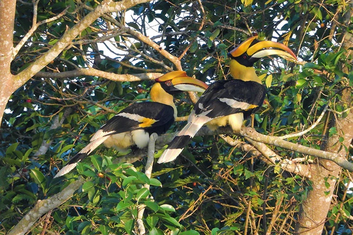Nashornvögel im Khao Yai Nationalpark in Thailand.