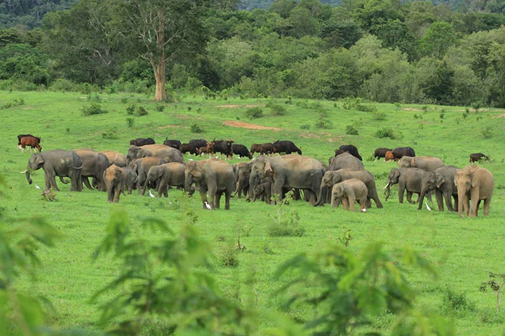 Elefantenherde im Kui Buri Nationalpark in Thailand.