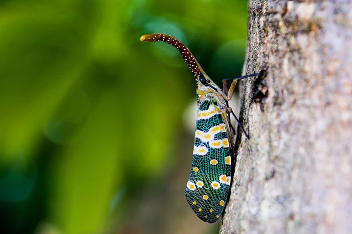 Fulgoridae im Pang Sida Nationalpark in Thailand.