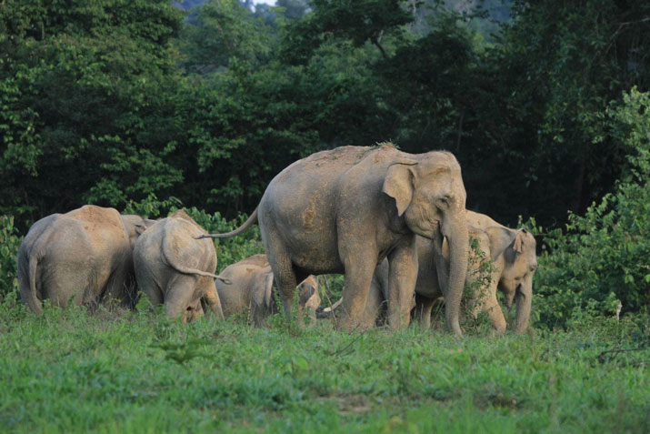 Auf Ihrer Thailand Erlebnisreise sehen Sie freilebende Elefanten im Kui Buri Nationalpark.