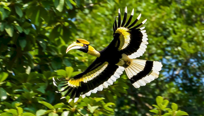Nashornvogel im Naturschutzgebiet Khlong Saeng Wildlife Sanctuary in Thailand.
