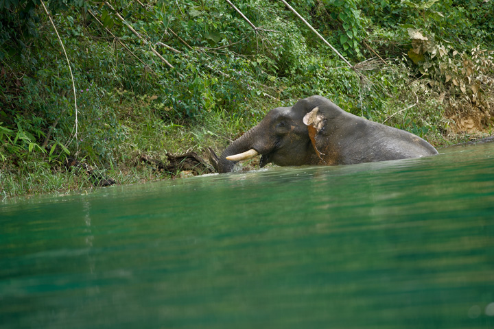 Elefant beim Baden im Choew Lan Lake.