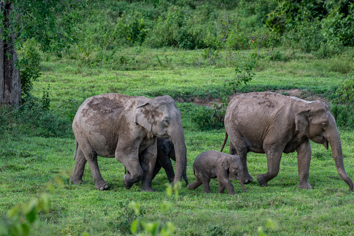 Auf Ihrer Erlebnisreise durch Thailand können Sie auf einer Safari im Kui Buri Nationalpark wilde Elefanten beobachten.