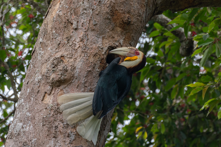 Thailand Wildlife Tour - Furchenhornvogel