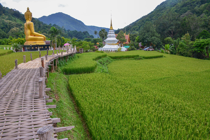 Der Tempel Wat Na Khu Ha in Phrae ist umgeben von Reisfeldern. 