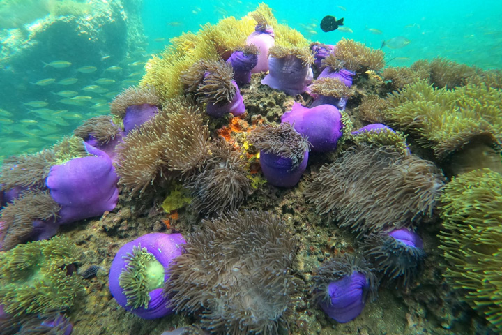 Buntes Korallenriff in Chumphon. Der ideale Ort zum Schnorcheln.