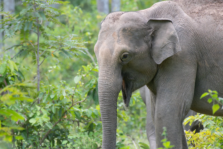 Elefant im Kui Buri Nationalpark.