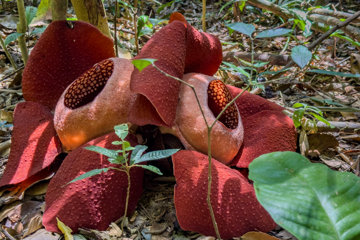 Rafflesia Blüte im Khao Sok Nationalpark.