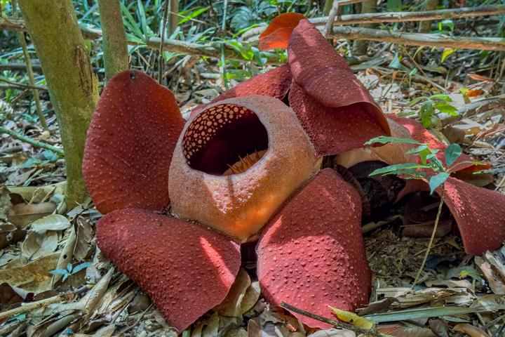 Die Rafflesia Blüte kann auf einer Trekkingtour im Khao Sok Nationalpark bewundert werden.