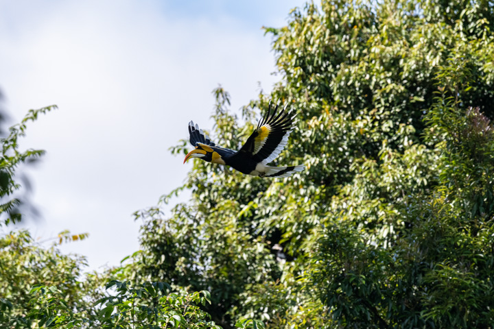 Doppelhornvogel im Flug im Khao Yai Nationalpark.