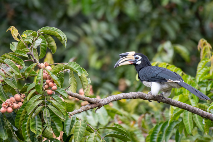 Orienthornvogel im Khao Yai Nationalpark.