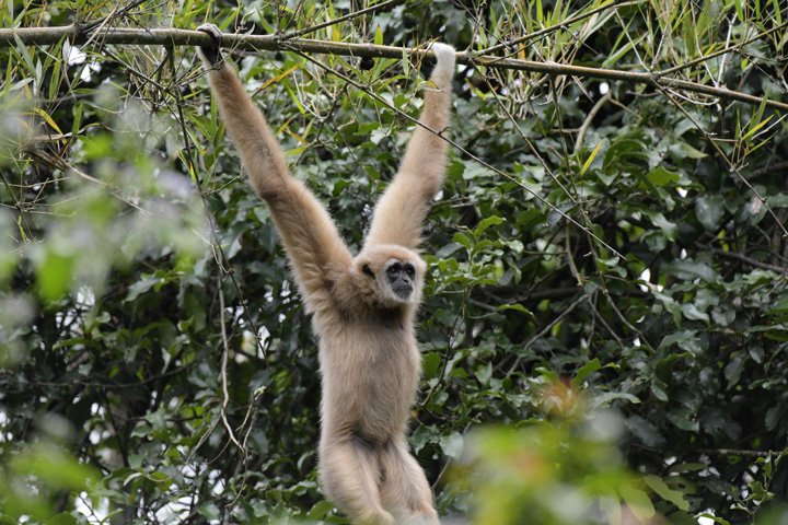 Auf deiner Khao Yai Nationalpark Tour kannst du Gibbons im Dschungel beobachten.