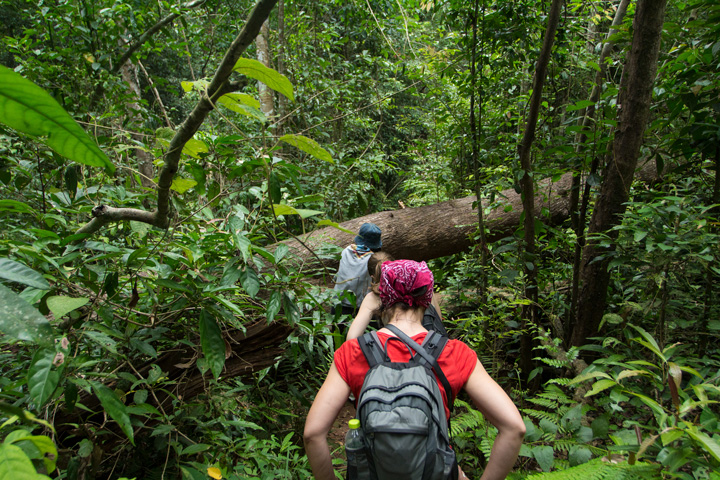 Touristen wandern im Khao Yai Nationalpark durch den Dschungel.