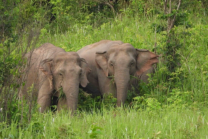 Beobachten Sie Asiatische Elefanten auf unserer Khao Yai Tour.