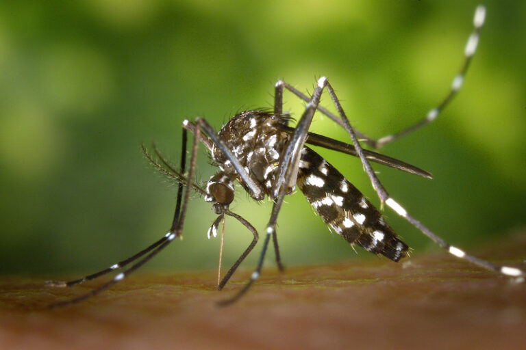 Mückenschutz Thailand