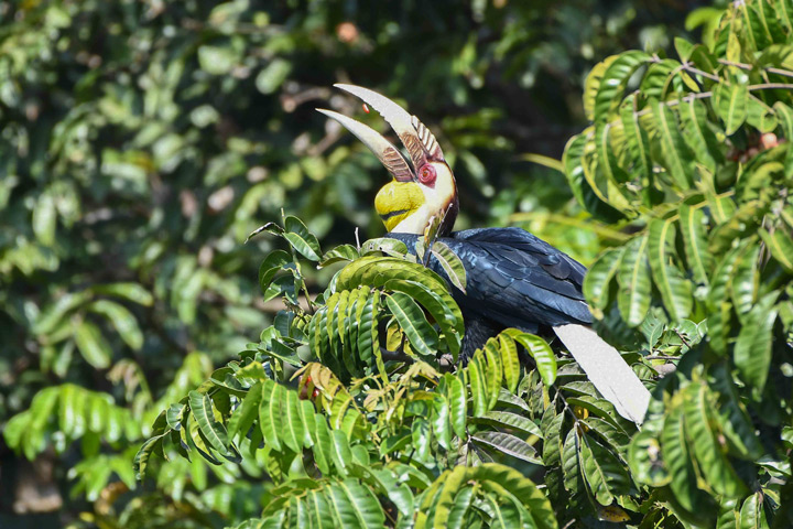 Der Khao Yai Nationalpark ist einer der besten Orte, um in Thailand Tiere zu beobachten. So kannst du zum Beispiel Furchenhornvögel sehen.