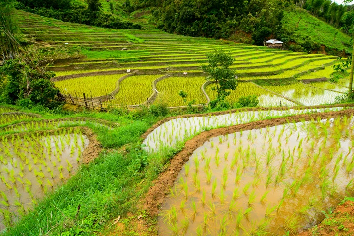 Reisfelder in Mae Sariang.