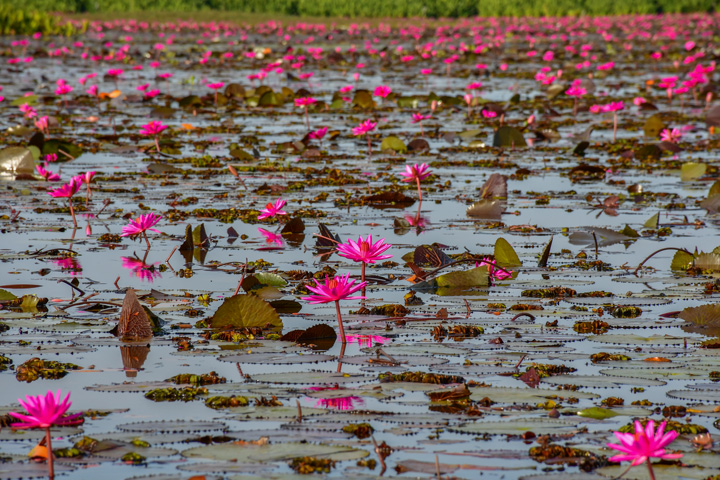 Seerosen auf dem See Thale Noi in Südthailand.