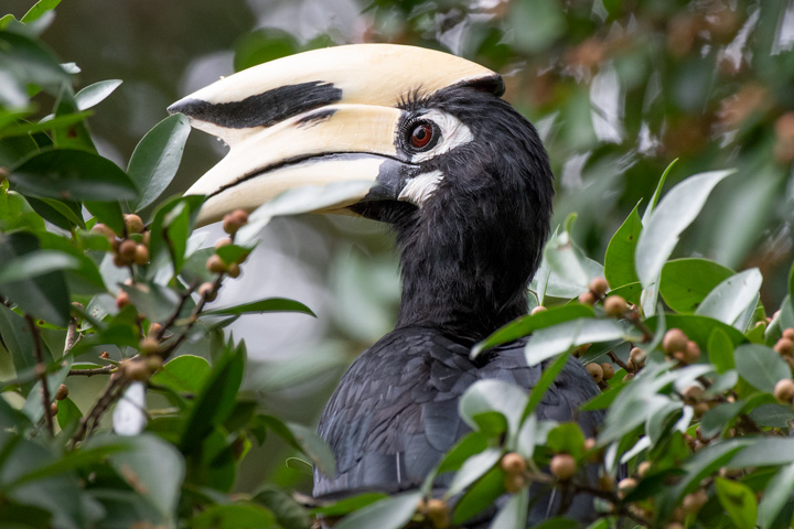 Auf unserer großen Thailand Dschungel Safari können Sie Orienthornvögel im Kaeng Krachan Nationalpark beobachten.