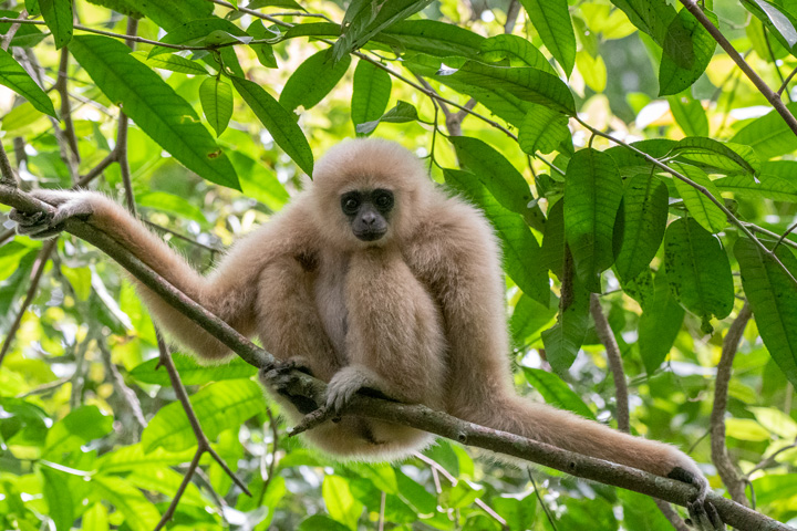 Auf unserer Thailand Dschungel Tour können Sie Gibbons in den Baumkronen des immergrünen Regenwaldes beobachten.