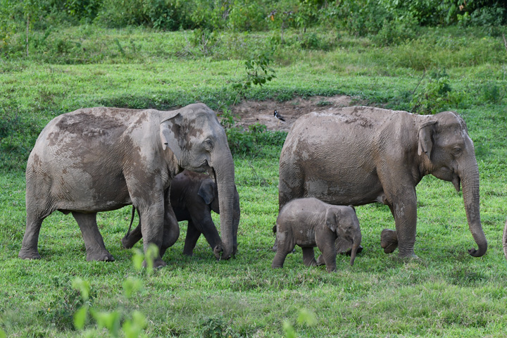 Auf Ihrer Thailand Rundreise können Sie im Kui Buri wilde Elefanten beobachten und im Anschluss an einem der schönen Strände im Golf oder der Andamanensee im Süden baden.