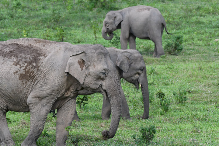 Thailand ist ein wunderbares Land, um Tiere zu beobachten. So kannst du wilde Asiatische Elefanten im Kui Buri Nationalpark sehen.