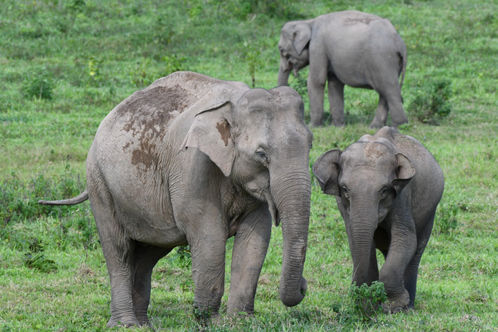 Elefanten gehören zu den beliebtesten Tieren in Thailand. Die Dickhäuter kannst du am besten im Kui Buri Nationalpark auf einer Wildlife Safari beobachten.