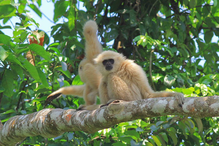 Gibbons leben in Thailand als Paar mit Nachwuchs in einem festen Revier, das sie durch Schreie verteidigen. Gibbons sind berühmt für ihre eindrucksvollen Gesänge.