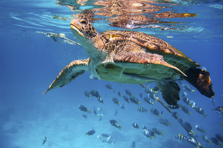 Meeresschildkröten sind sowohl im Golf von Thailand als auch in der Andamanensee zu finden.