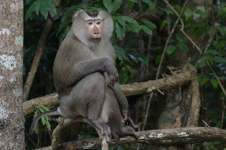 Affen gehören zu den Tieren in Thailand, die du auf einer Reise mit am häufigsten siehst. Nördlicher Schweinsaffe im Khao Yai Nationalpark.