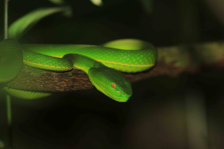 Schlangen sind überall in Thailand zu finden. Vogel's Pit Viper im Khao Yai Nationalpark.